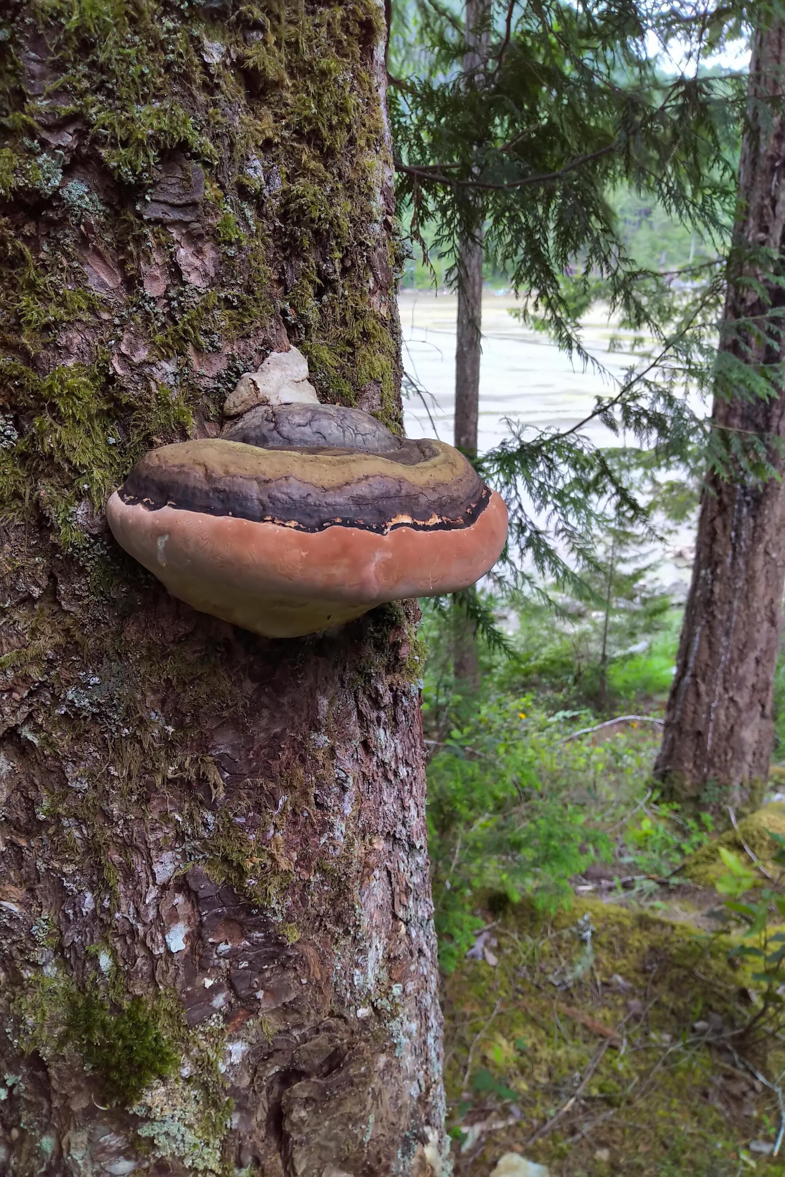 A mushroom growing on a tree trunk in a forest.