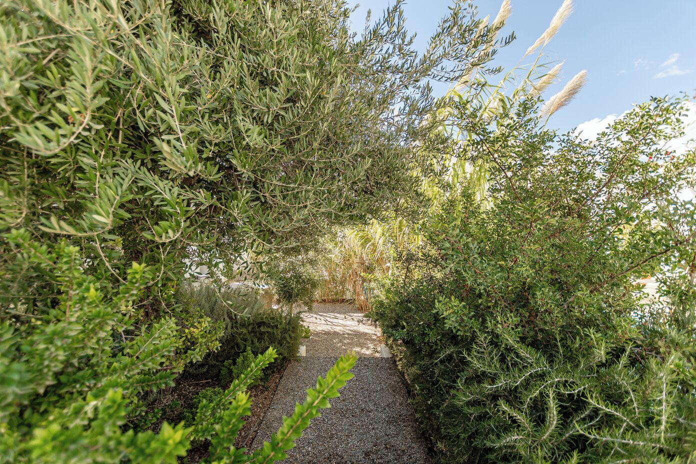 A pathway surrounded by dense greenery and tall grasses.