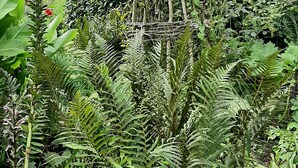 Een hoge, kegelvormige constructie te midden van weelderige groene begroeiing, omringd door dichte bladeren en diverse planten.