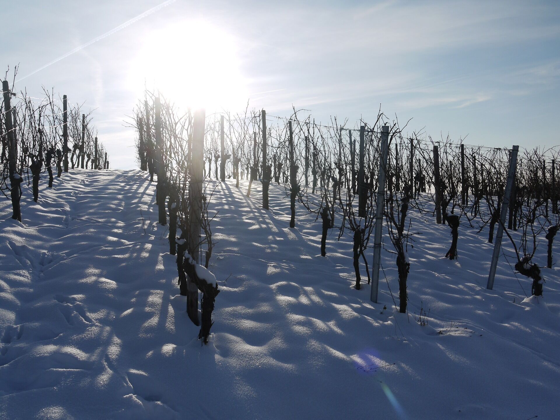A snow-covered vineyard with bare trees and a bright sun in the background.