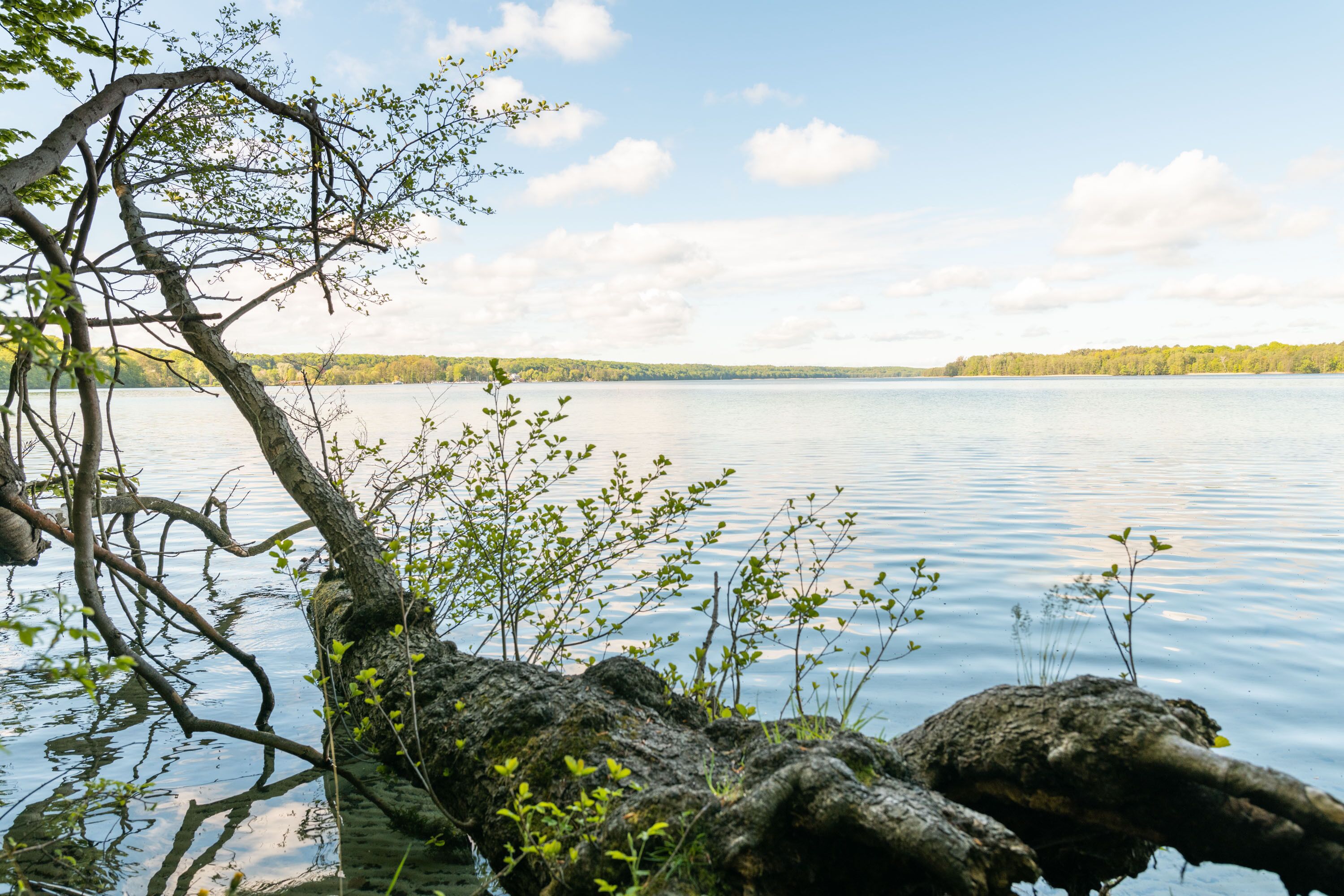 Un lago tranquilo con una rama de árbol que se extiende sobre el agua, rodeado de cielos despejados.