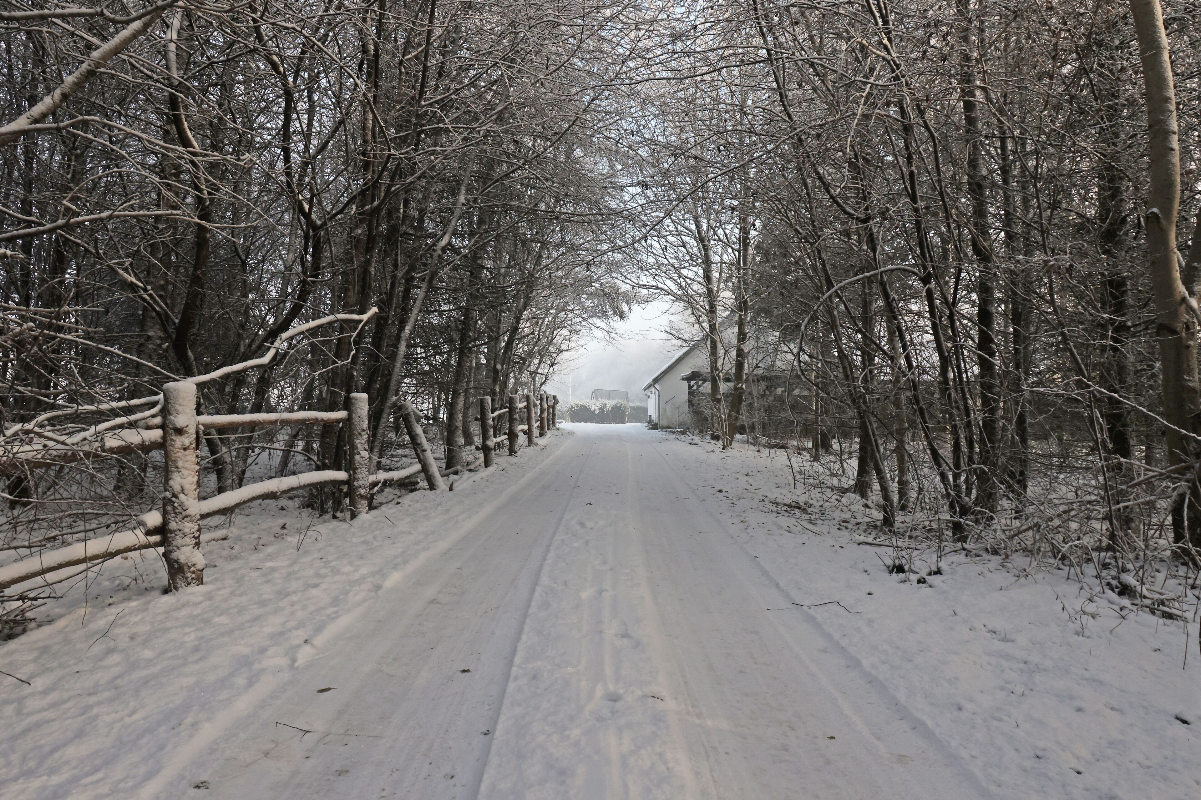 A snow-covered road flanked by leafless trees, leading to a building in the distance.