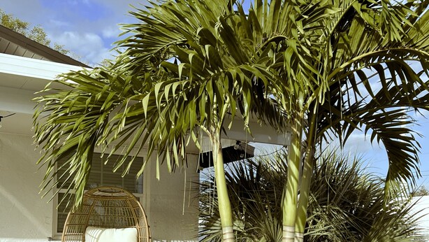 A modern house with a concrete patio, a wicker chair, and a small palm tree.