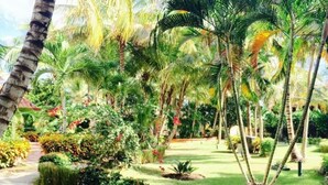 A garden with palm trees, a pathway, and various plants. - ON THE CARIBBEAN SEA - CRYSTAL APARTMENT (Boca Chica)