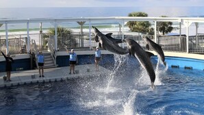Dofins actuant en una piscina, mentre el públic mira.