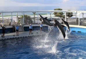 A heated pool - Private Beach ☀️ Seascape Resort | Heated Pool | 6 Pools | Tennis | Gated ☀️ On Golf Course (Miramar Beach)