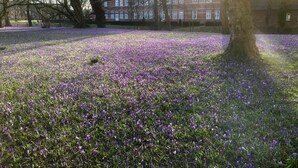 A field of purple flowers with a building in the background.