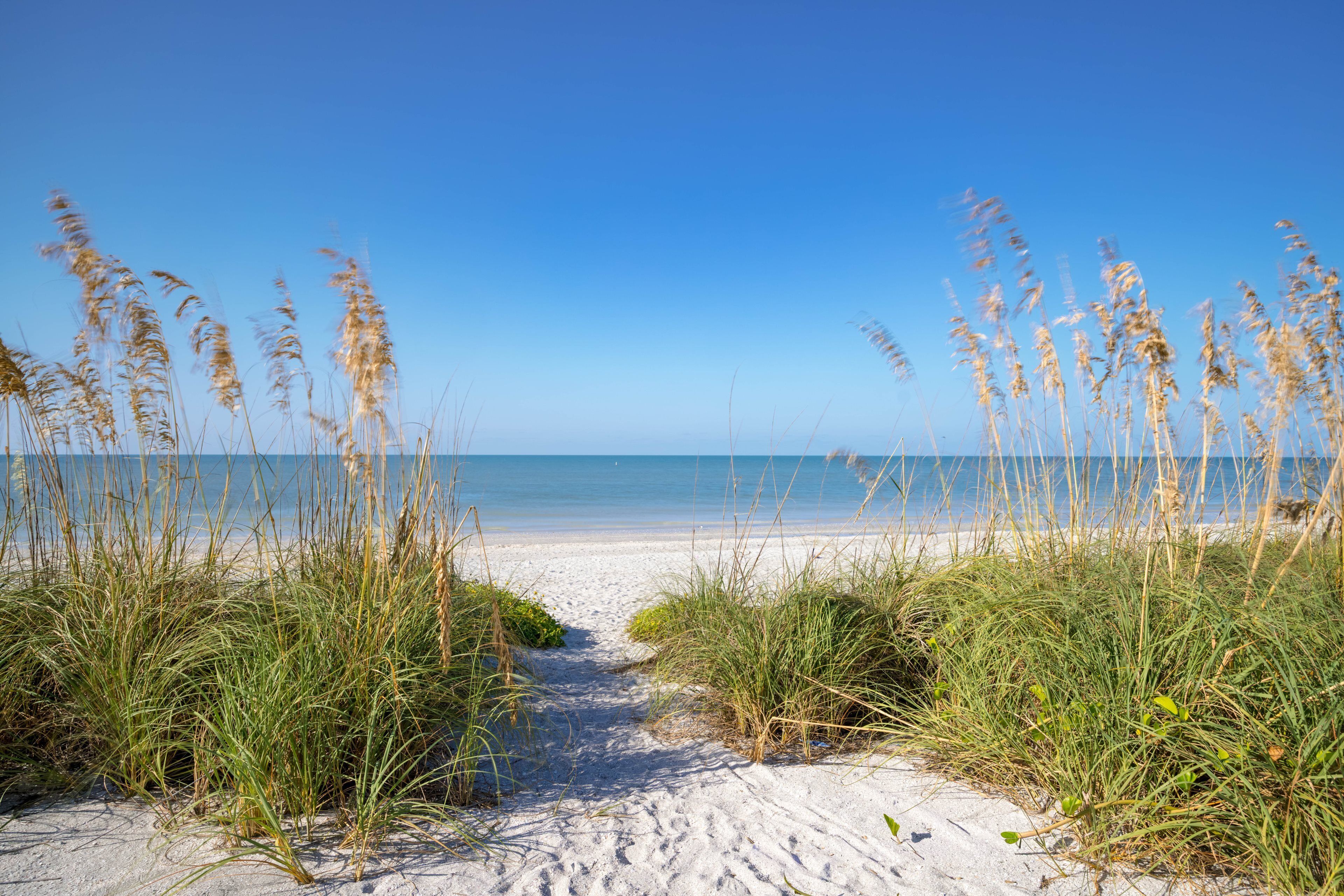 A beach path leading to the sea with tall grasses on either side.