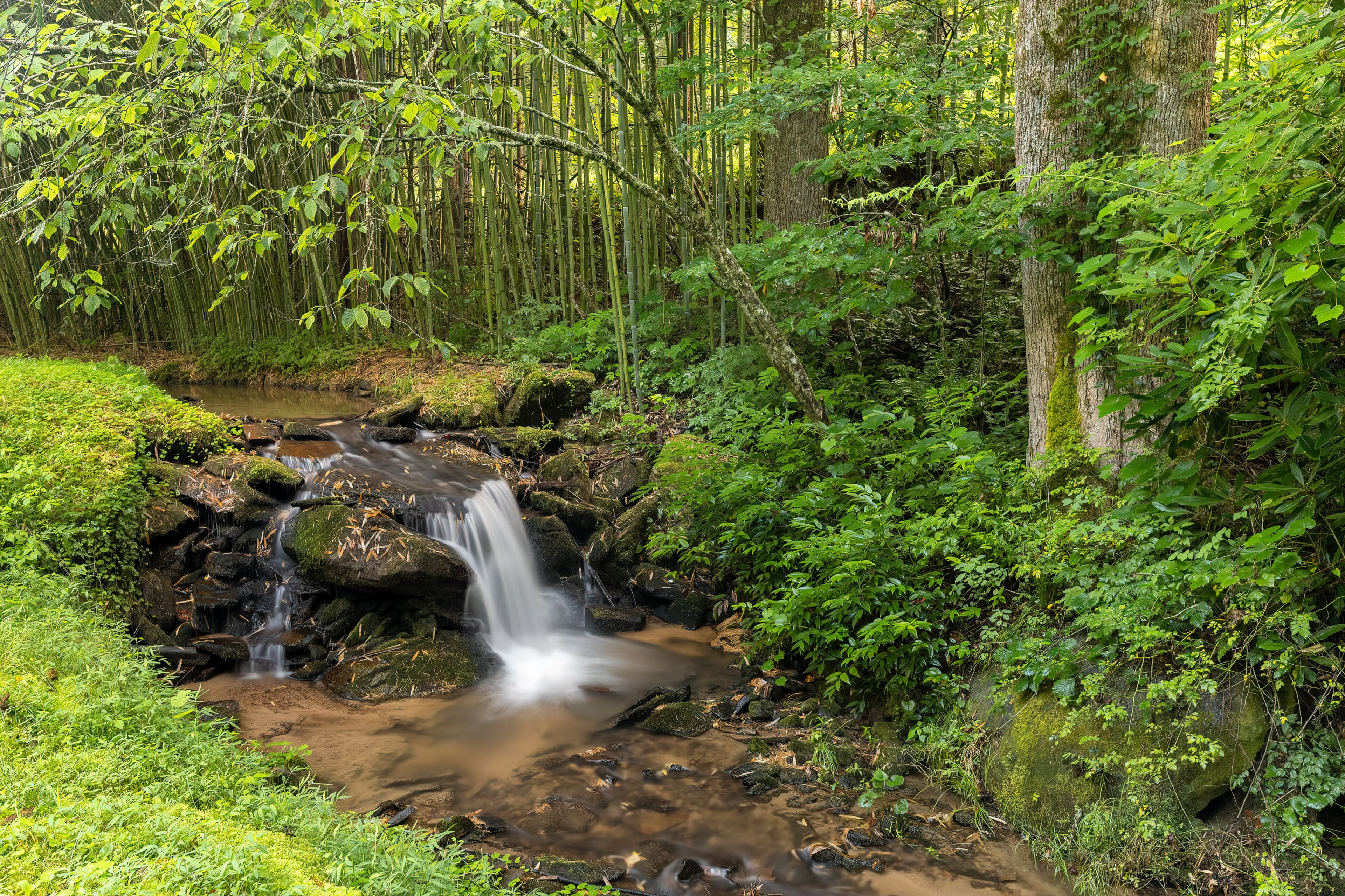 The Fox Den | Lush Forest Retreat | Patio & Direct Trail Access