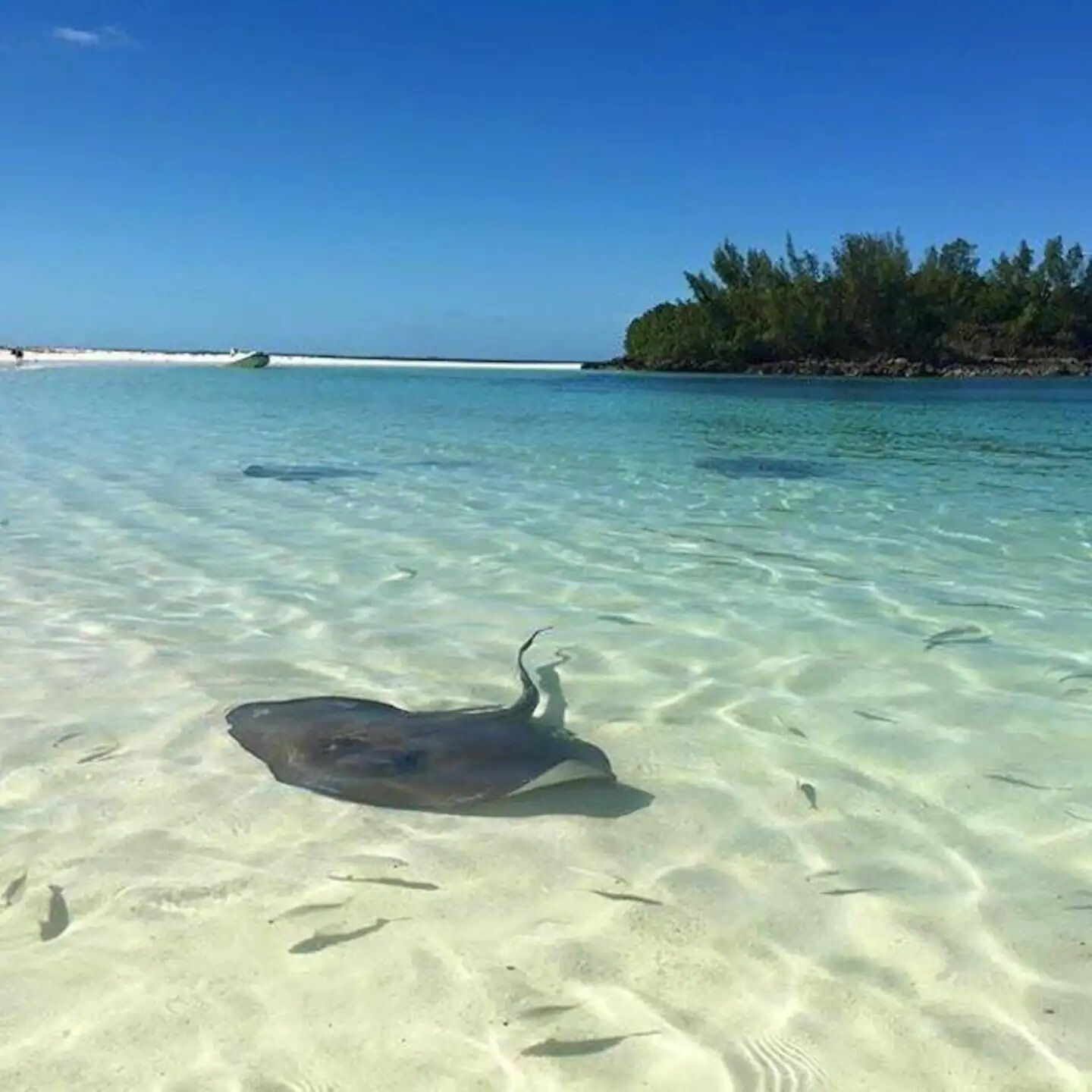 Ein klarer Strand mit einem Stichrochen im Sand und einer entfernten Uferlinie mit Bäumen.