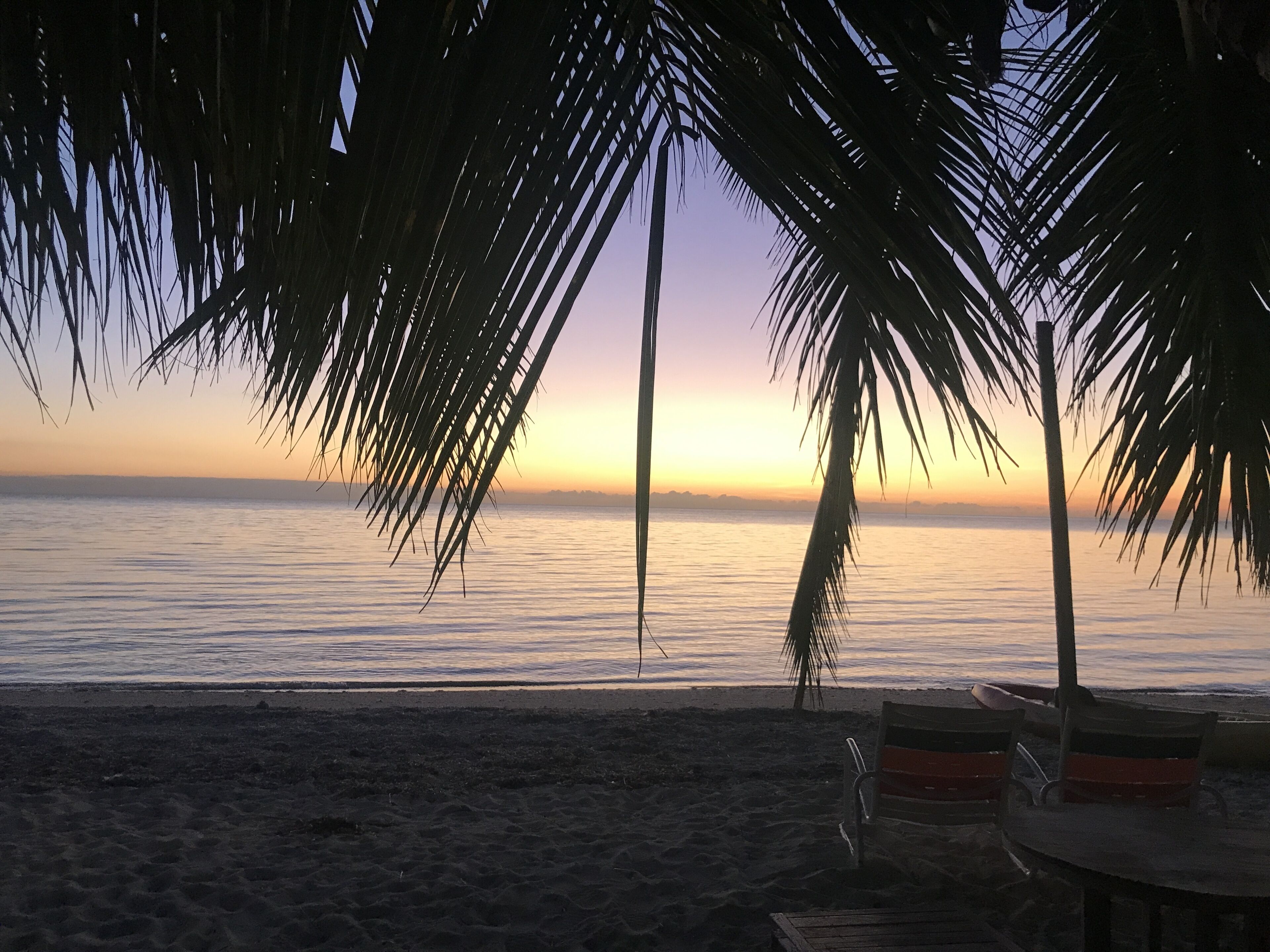 A beach scene with a sunset, palm trees, and a wooden bench.