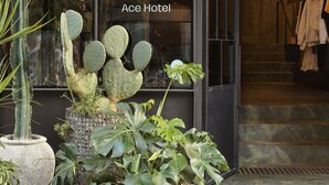 A hotel entrance with a large glass window displaying cacti and succulents, and the name "Ace Hotel" visible. - Ace Hotel Sydney (Sydney)
