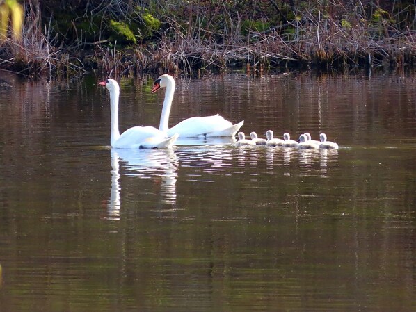 Two swans swimming in a calm body of water with a natural, vegetated background.