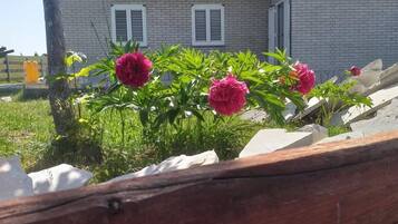 House | Property grounds