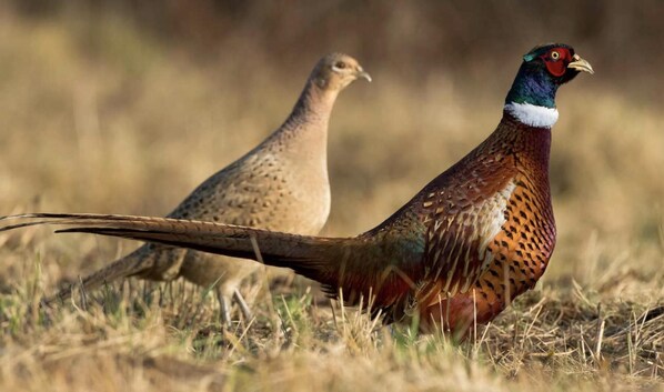 Twee fazanten in een veld.