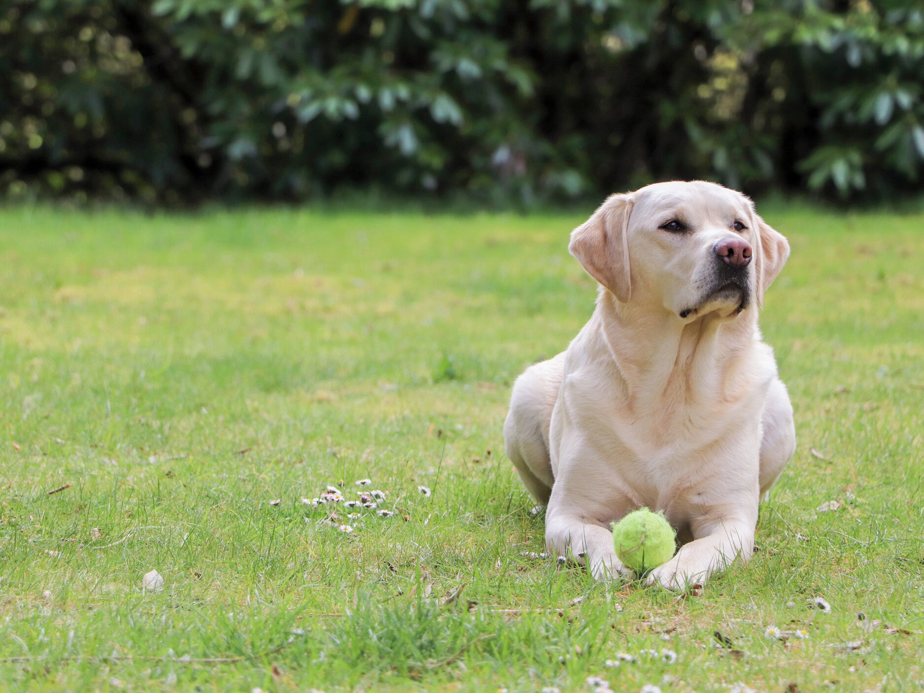 A dog lying on grass with a ball.