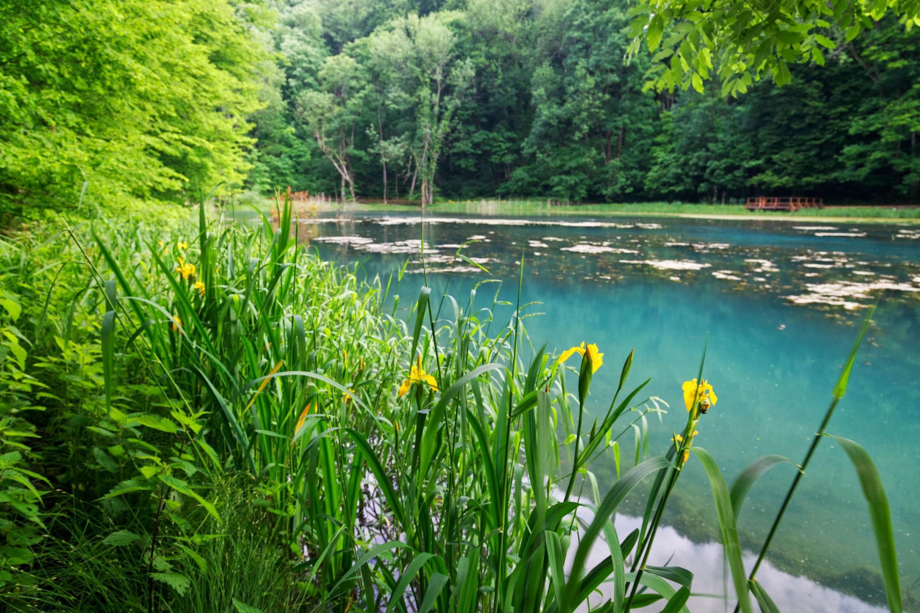A serene lake surrounded by lush greenery and dense forest.