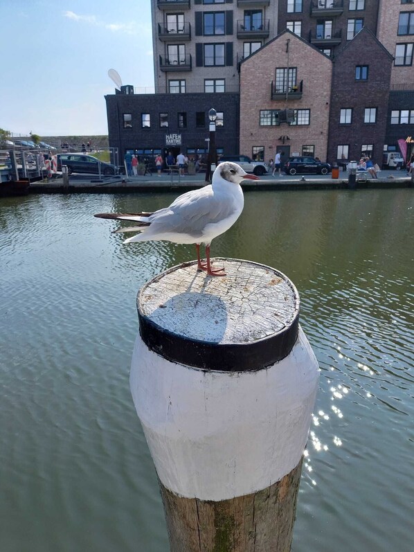 A seagull perched on a weathered post by a body of water with buildings in the background.