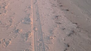 Ein Strand mit Fußabdrücken und Radspuren, ein klarer Himmel und ruhiges Meer.