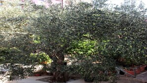 A tree with dense foliage in a garden setting. - Apartments Anita (Konavle)