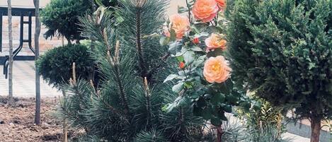 A garden with various plants and a small tree with orange flowers.