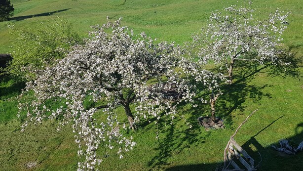 Ett träd med vita blommor på en gräsklädd äng.