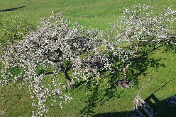 Frühling im Garten