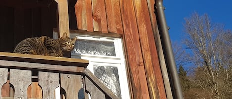 Un gato en un balcón de madera con una ventana y una canaleta metálica.