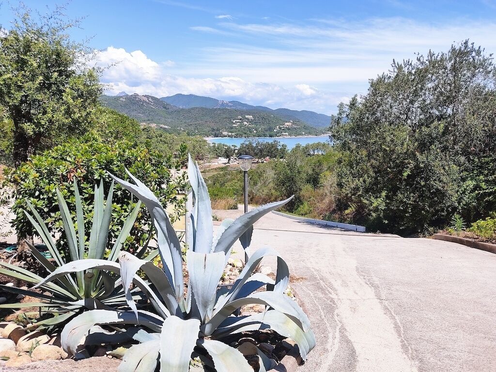 A road curving through a landscape with a large agave plant in the foreground and a view of a lake and mountains in the distance.