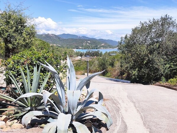 A road curving through a landscape with a large agave plant in the foreground and a view of a lake and mountains in the distance.