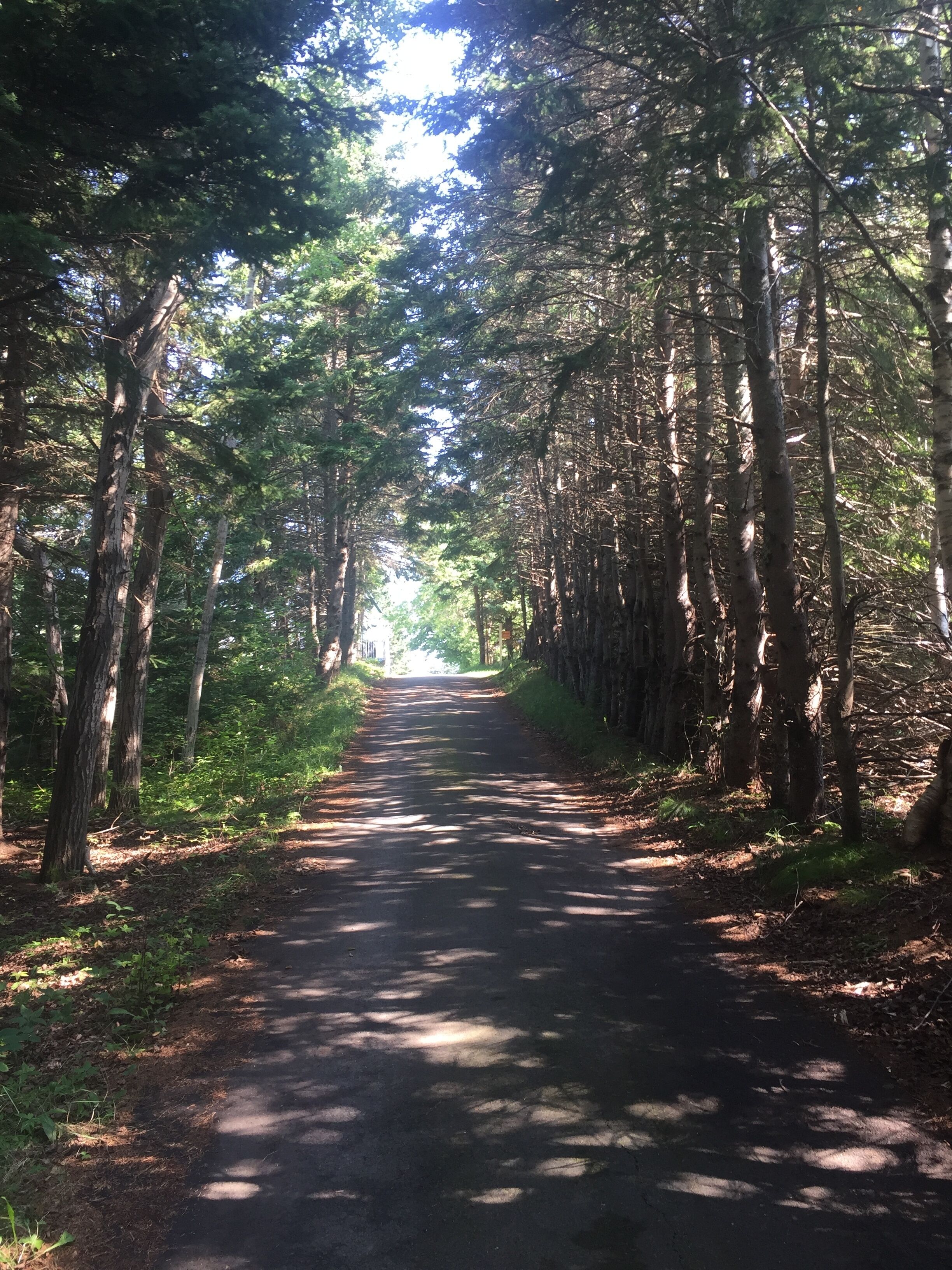 Un sentier bordé d’arbres, avec de grands arbres de chaque côté.