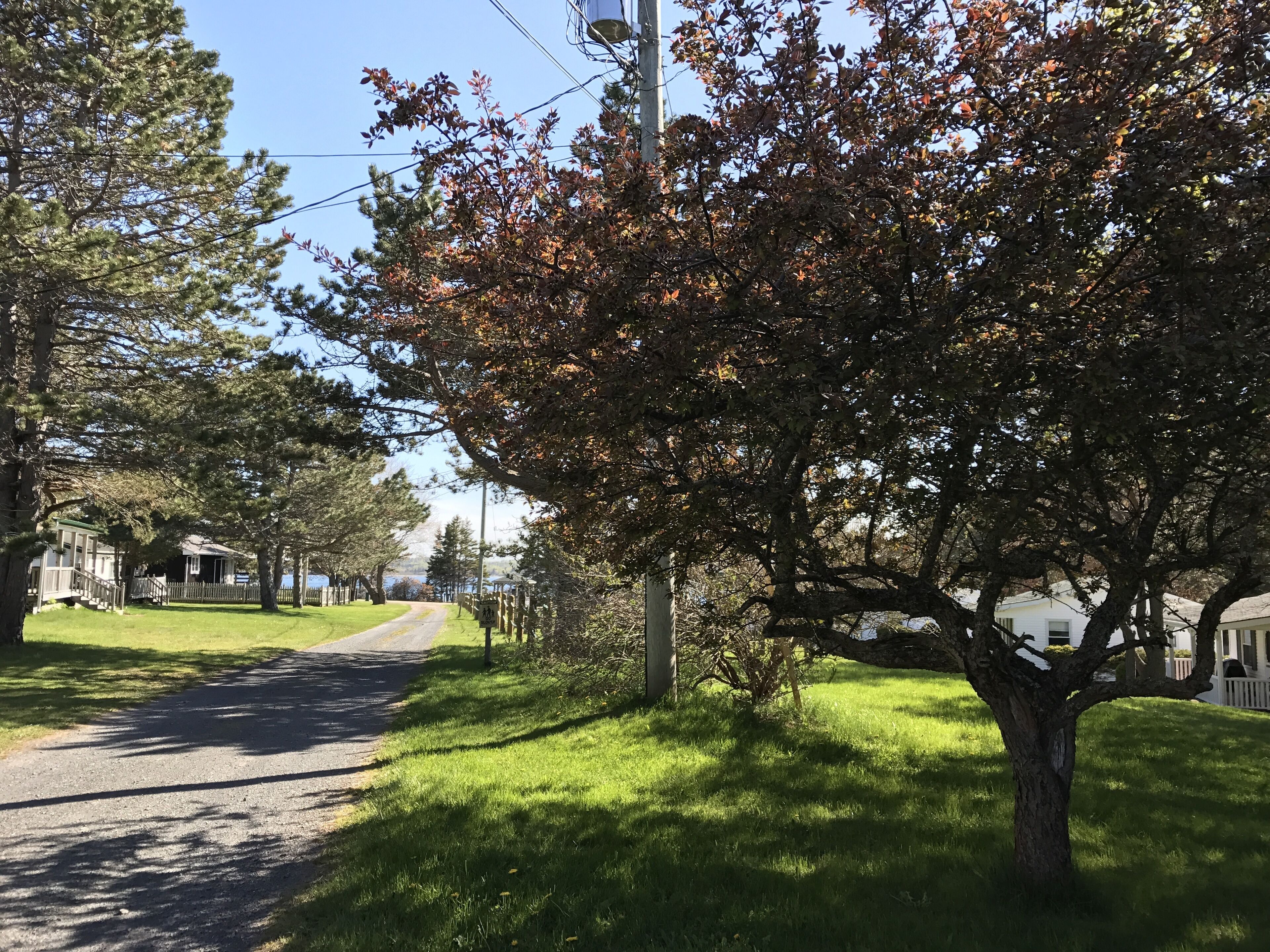 A residential street with houses, a clear sky, and a tree with autumn leaves.