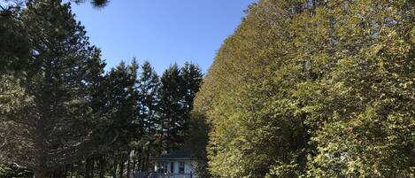 A house surrounded by dense trees and a well-maintained lawn.