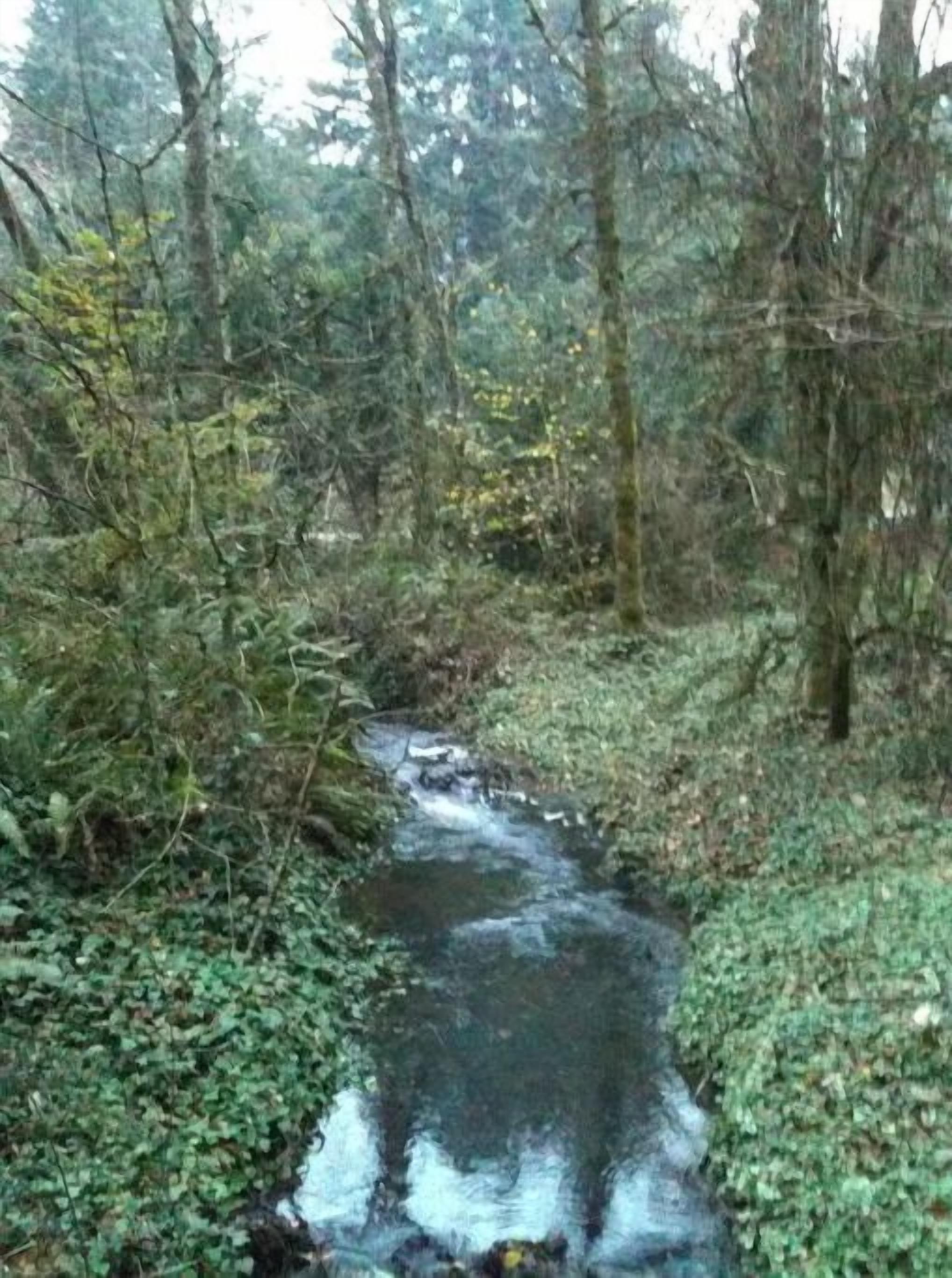 A forested area with a stream.