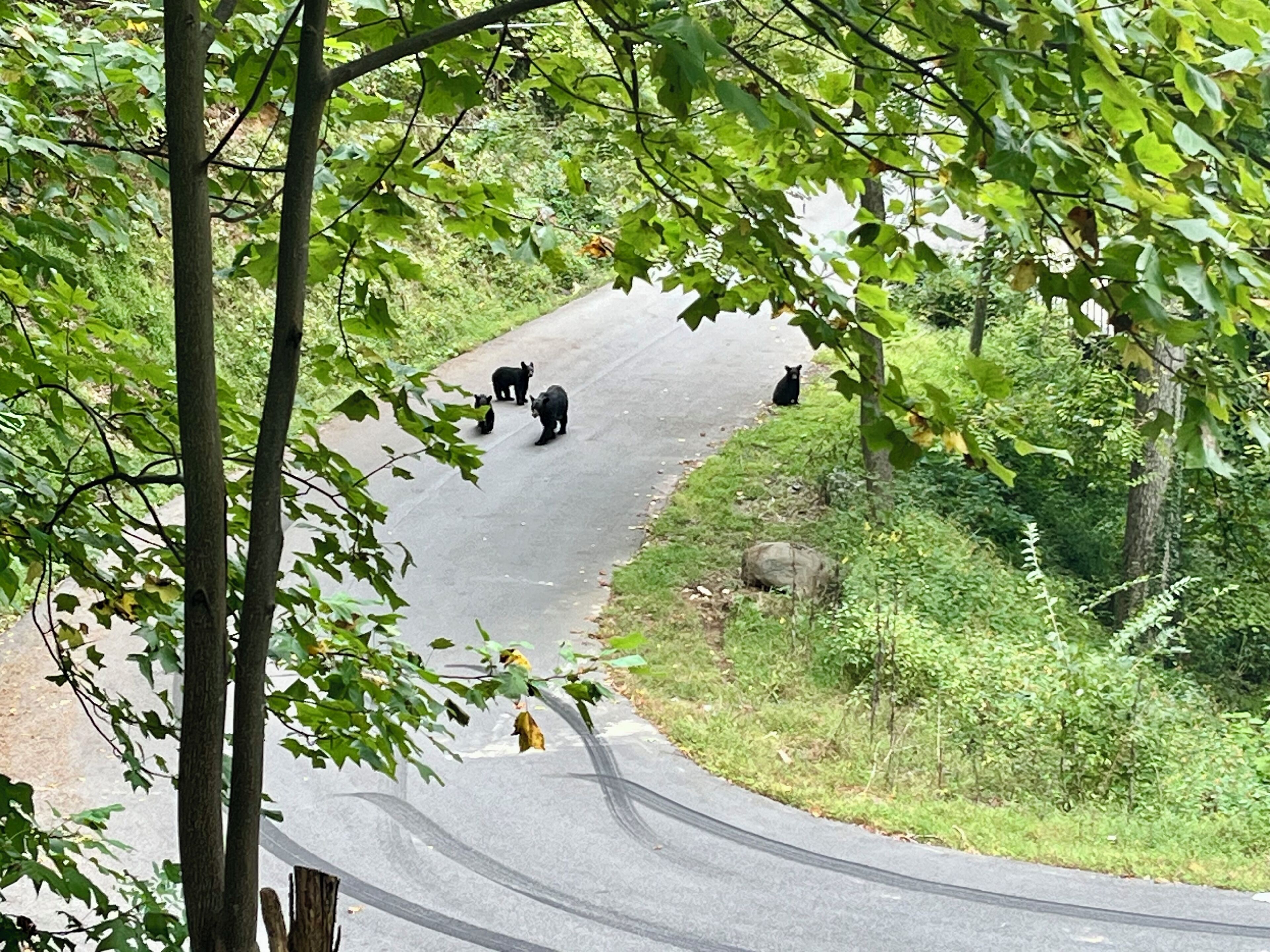 A winding road with bears in the distance.