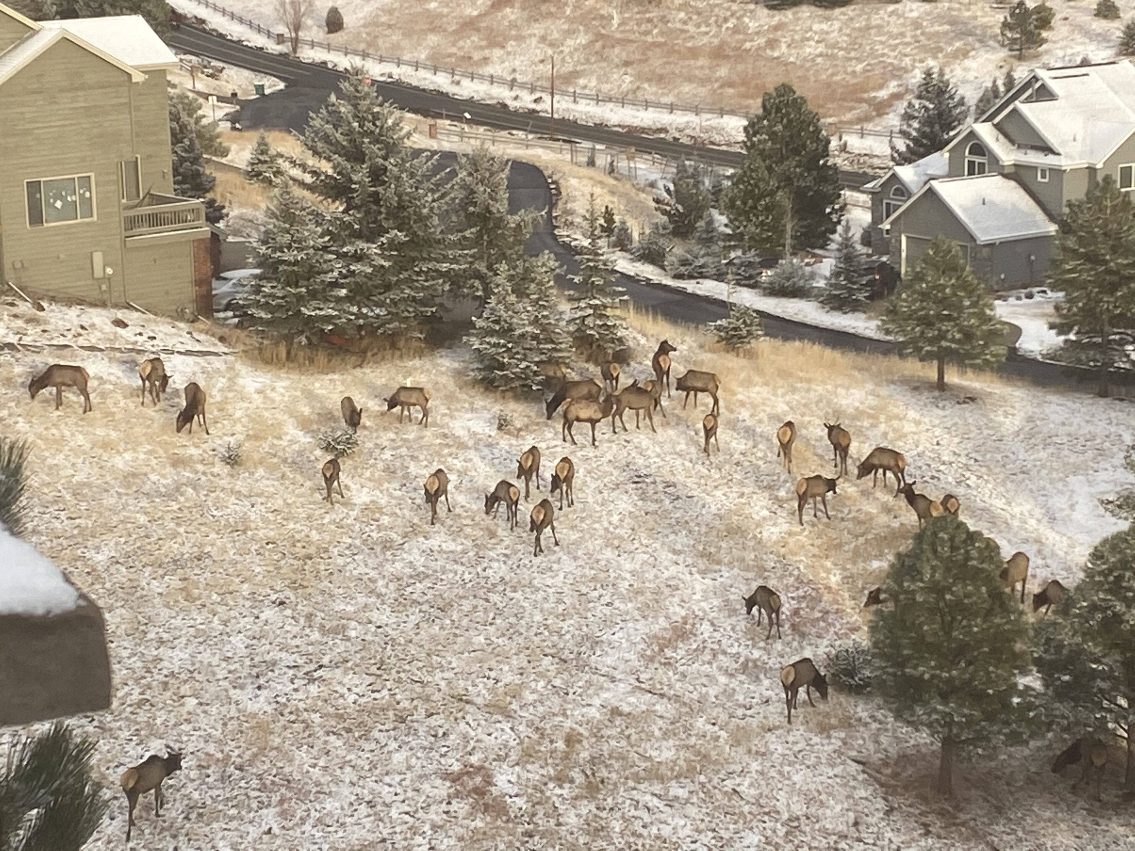 Paisagem rural com um rebanho de veados pastando num campo nevado, cercado por casas e árvores.