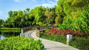 Une promenade en bois menant à un pont qui enjambe une étendue d’eau, le tout étant entouré d’une végétation luxuriante et de plantes tropicales.