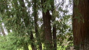 Een stenen pad dat leidt naar een terrasvormig waterkunstwerk, omgeven door hoge bomen en weelderige begroeiing.