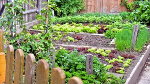 Ein Garten mit erhöhten Beeten, Holzzaunen und verschiedenen Pflanzen.