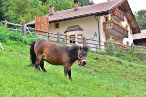 Ein Pferd auf einer Wiese mit einem Holenzaun und einem Gebäude mit Balkonen im Hintergrund.