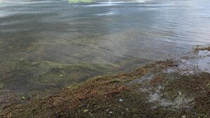 En utsikt över vattnet med stilla vattenyta, en strandlinje med tång och en avlägsen trädrad.