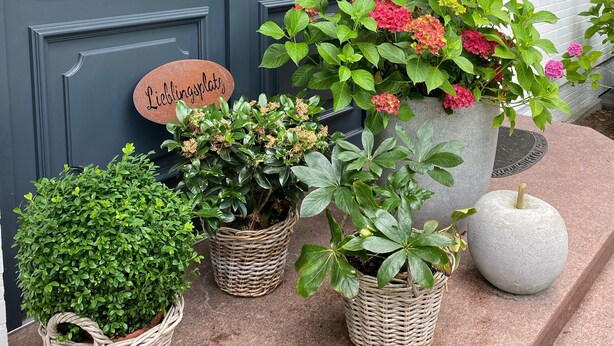 En mørkeblå dør med flere vinduer, et skilt der siger "Lieblingsplatz", og forskellige plantekasser med planter foran trappen.