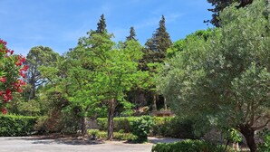 Un jardin agrémenté de divers arbres et arbustes, d’un mur en pierre et d’un chemin dallé.