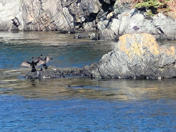 A rocky shoreline with water, some vegetation, and a few birds. - The Boathouse overlooking Green's Point Lighthouse and Passamaquoddy Bay (L'Etete)