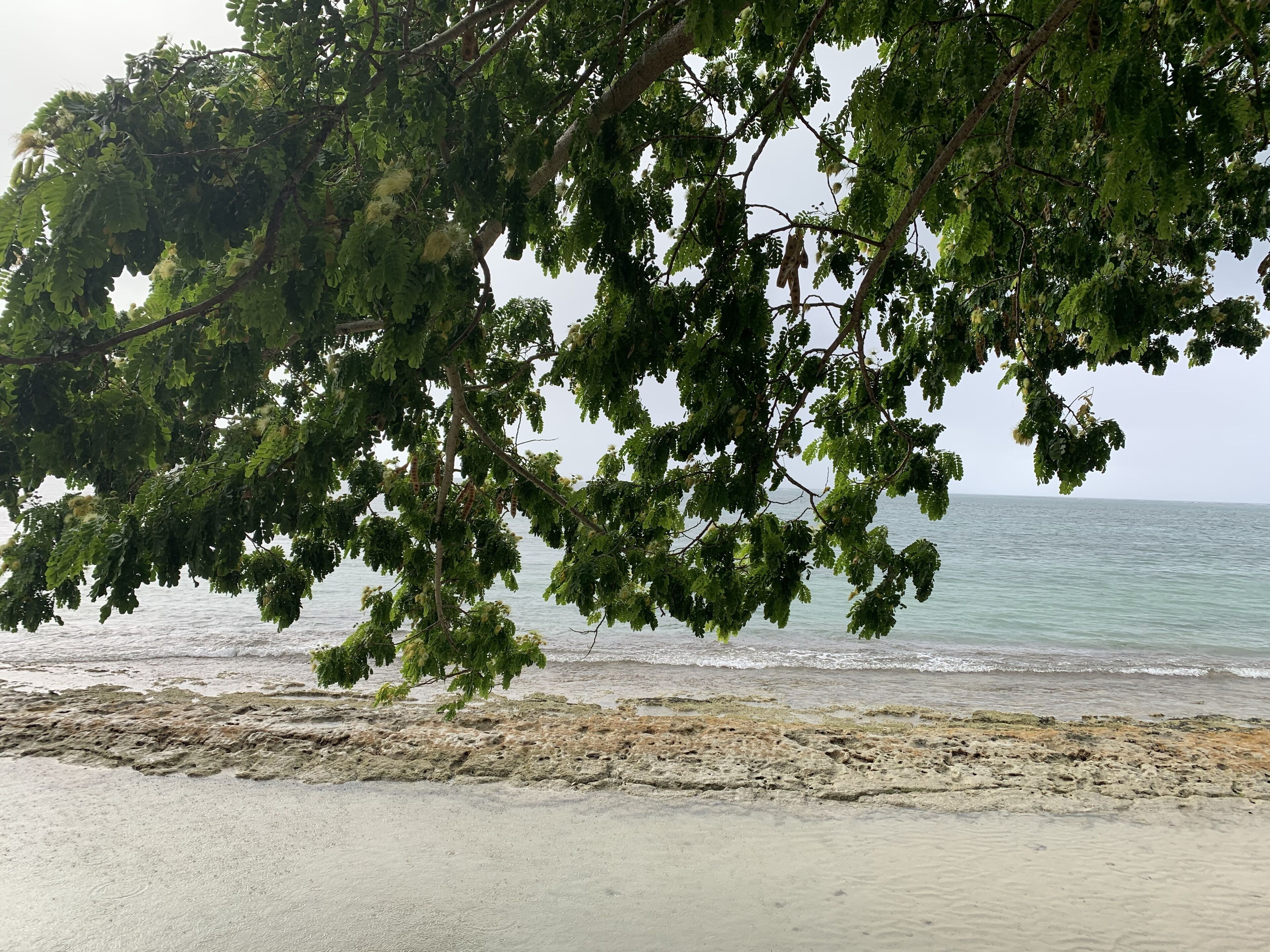 Una playa con un árbol en primer plano y el mar al fondo.