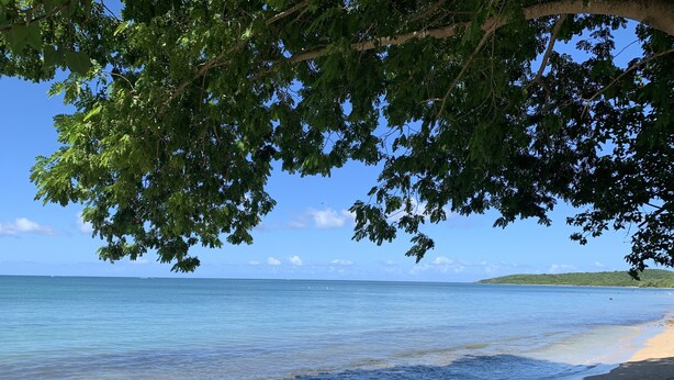 A beach with clear water, a sandy shore, and a tree providing shade.