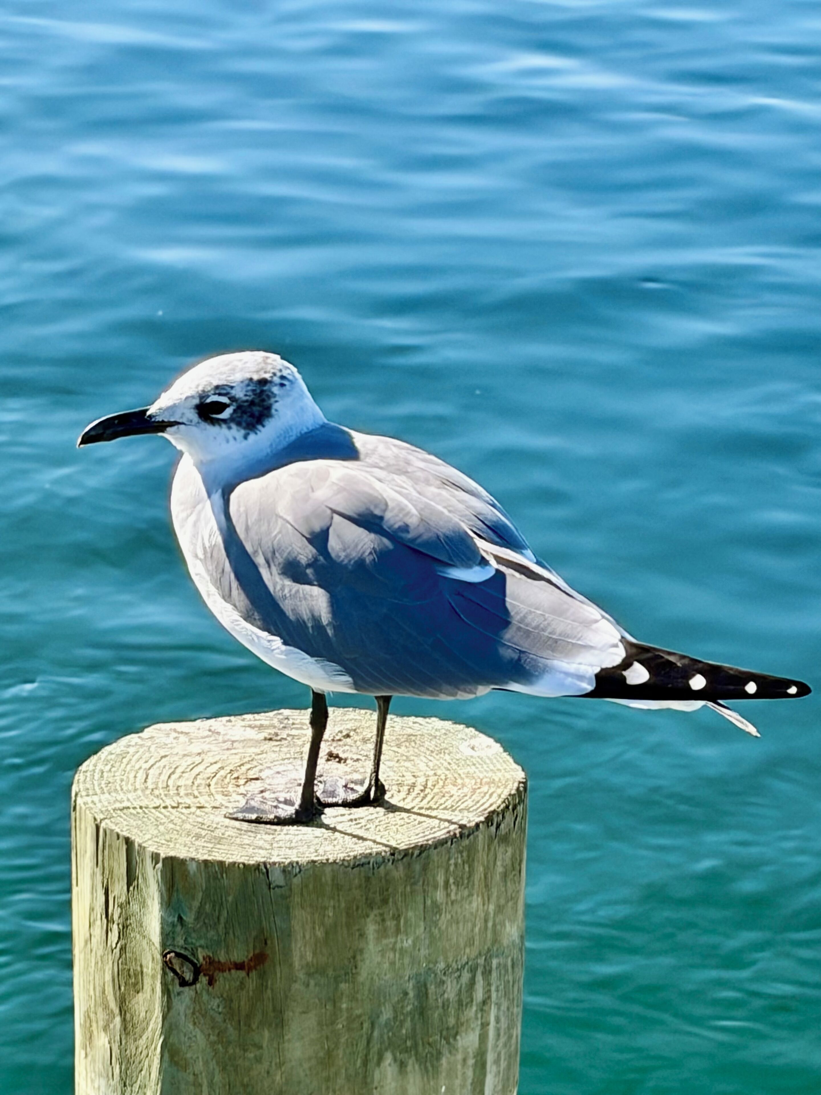 Ein Vogel sitzt auf einem Holzpfosten an einem Gewässer.