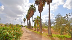A paved pathway lined with tall palm trees and flowering bushes. - Can Nina 198 traditional finca with private swimming pool, terrace, barbecue and WiFi (Campanet)