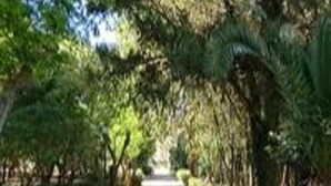 Un sentier bordé d’arbres et d’arbustes, qui mène à une zone ombragée.