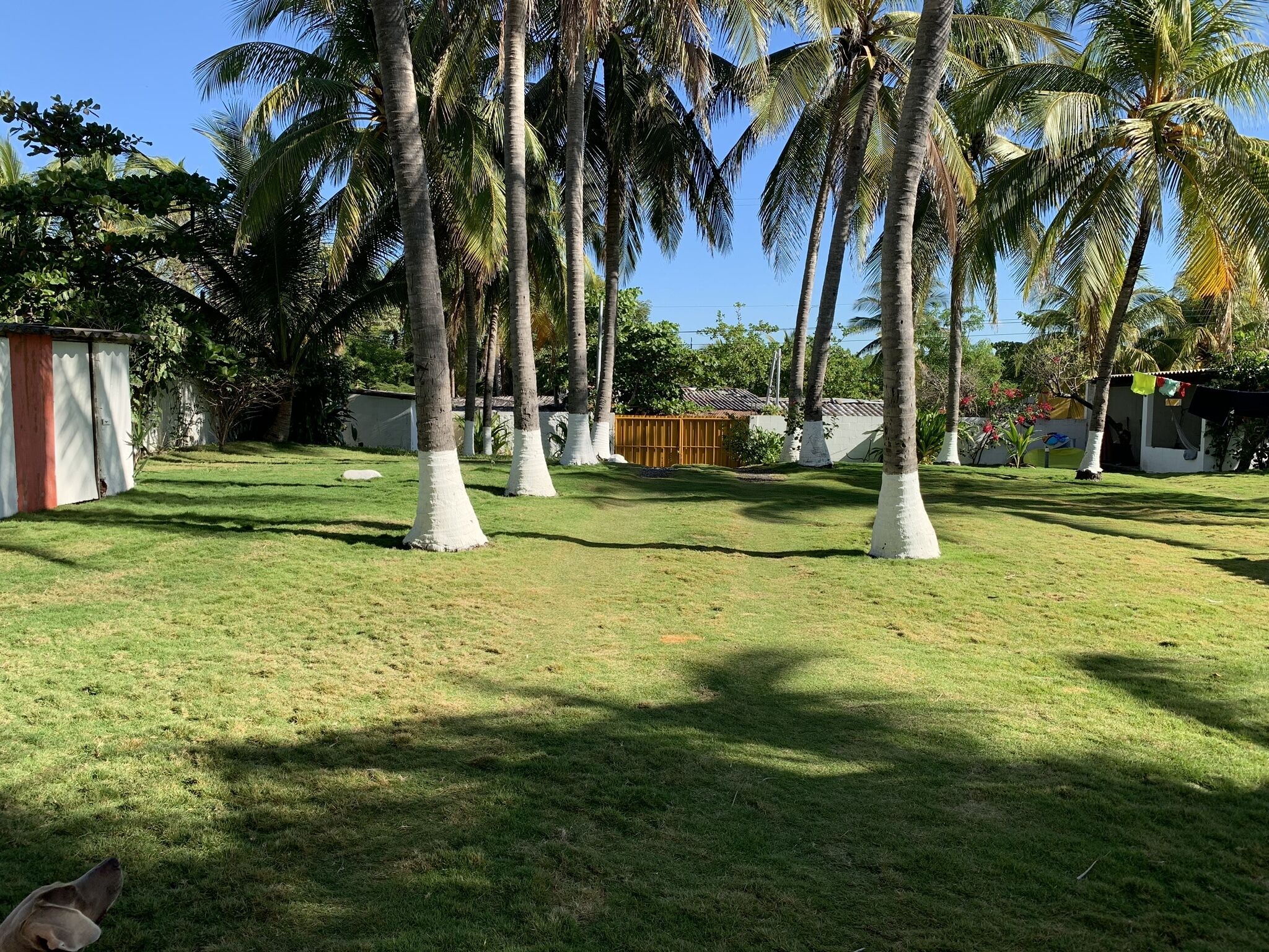 Un césped con palmeras y un cobertizo pequeño.